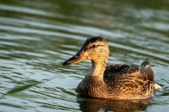 Canard-col-vert-femelle-2