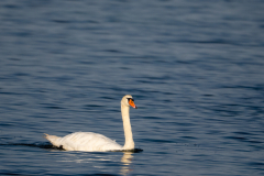Cygne tuberculé