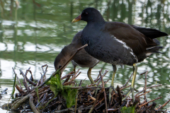 Poule-deau-et-son-petit