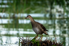 Poule-deau-juvenile