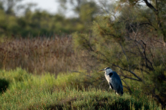 22072026-Heron-cendre-5-2