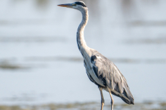 24072026-Heron-cendre-7