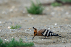 25072026-Huppe-faciee