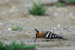 Huppe fasciée cherchant sa nourriture dans le sable