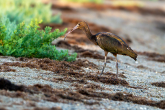 Ibis-falcinelle-10