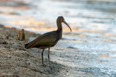 Ibis-falcinelle-7