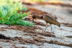 Ibis-falcinelle-8