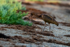 Ibis-falcinelle-9