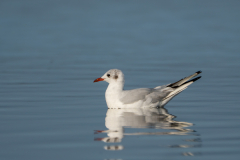 27072026-Mouette-rieuse-41