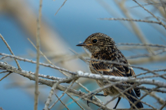 24072026-Tarier-patre-juvenile-1-2