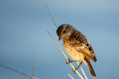 24072026-Tarier-patre-juvenile-2