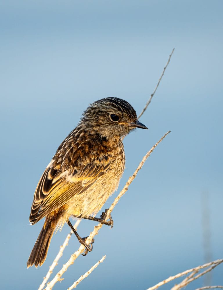 Oiseau Tarier-pâtre-juvénile-1-2