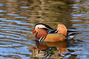 Joli canard