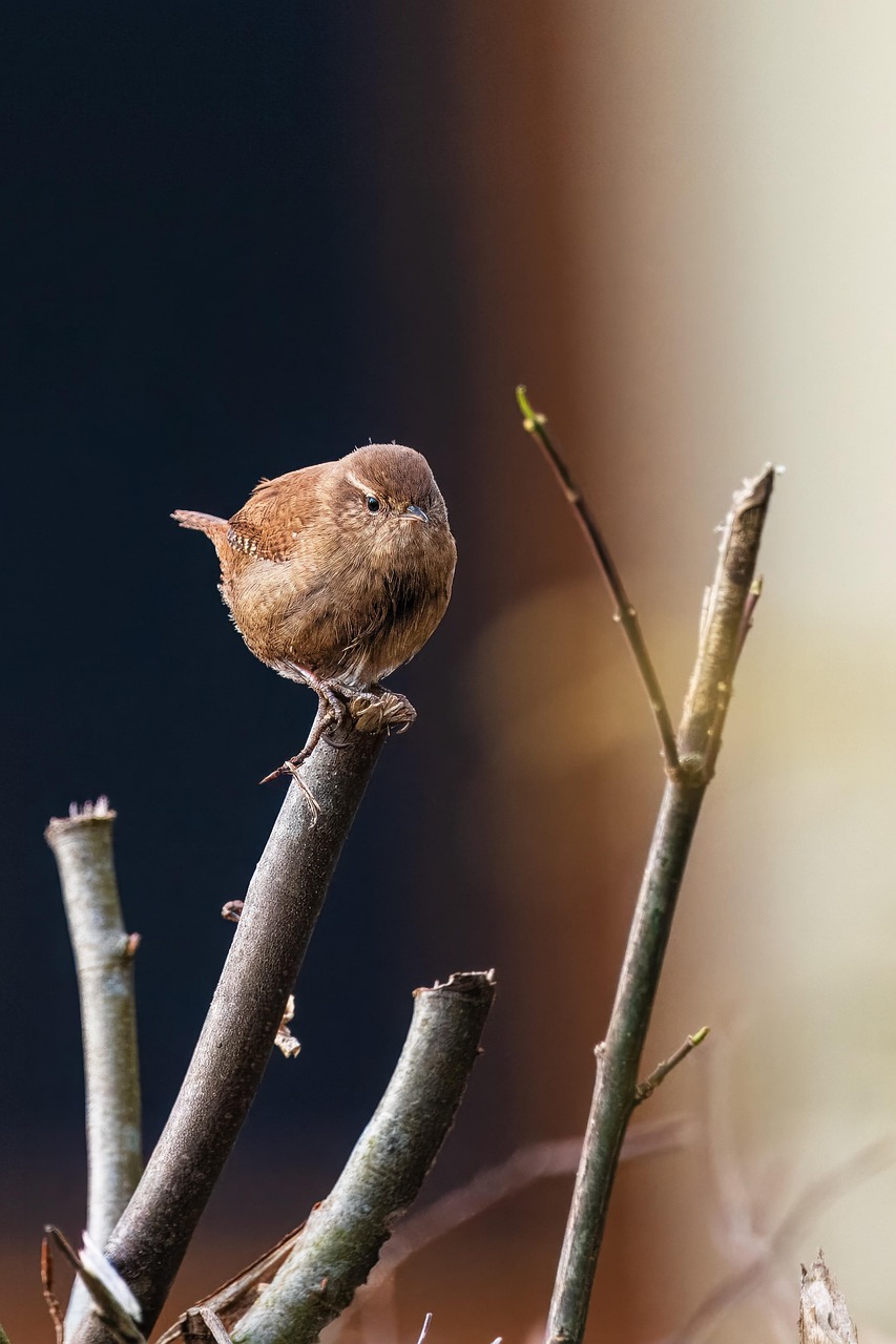 Photo oiseau