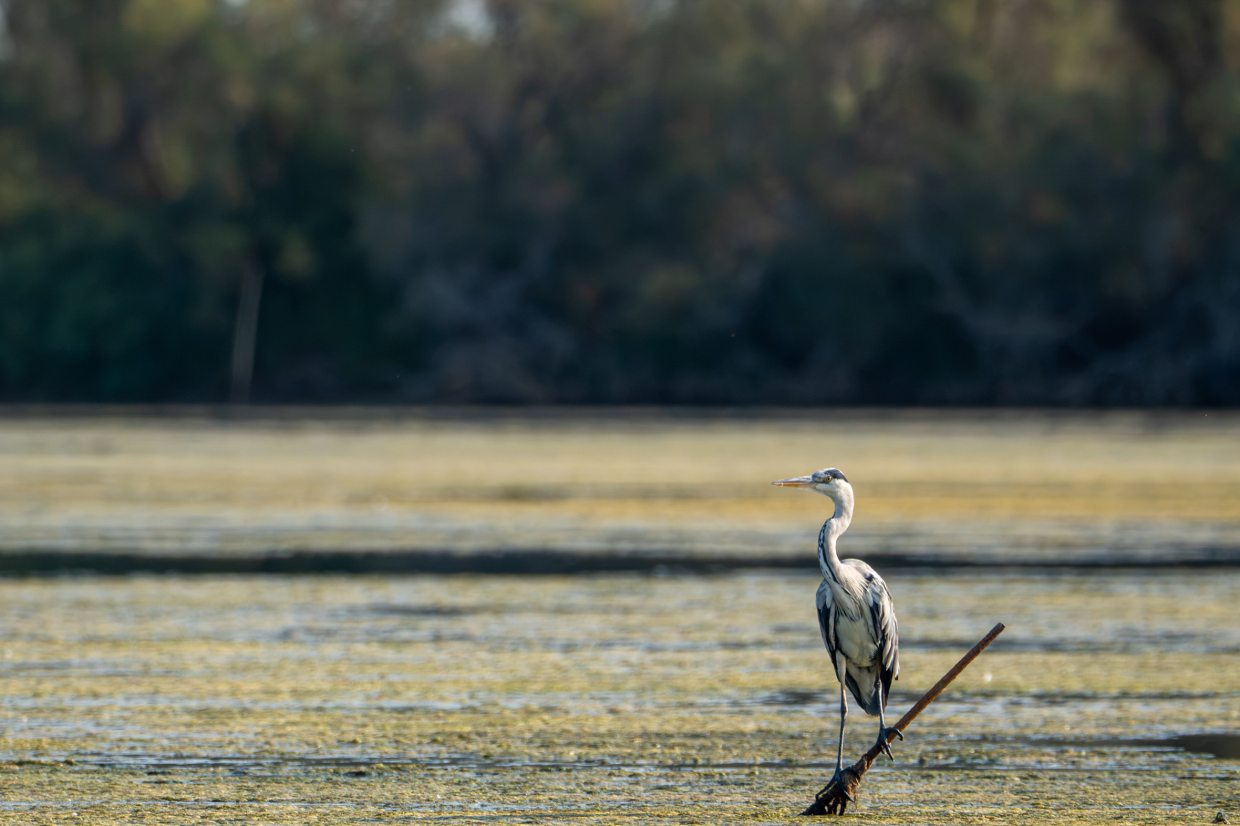 24072026-Heron-cendre-2