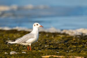 Mouettes-rieuse-2