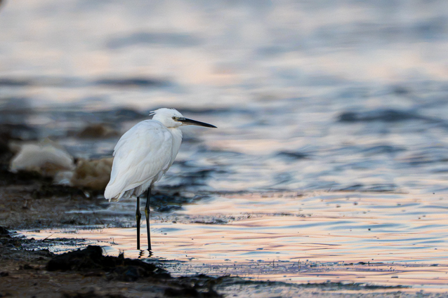 Sortie photo 29-08-2026 1 Aigrette garzette