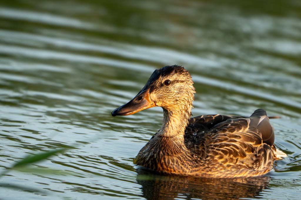 canard colvert femelle