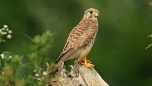 Rapaces - Faucon crécerelle