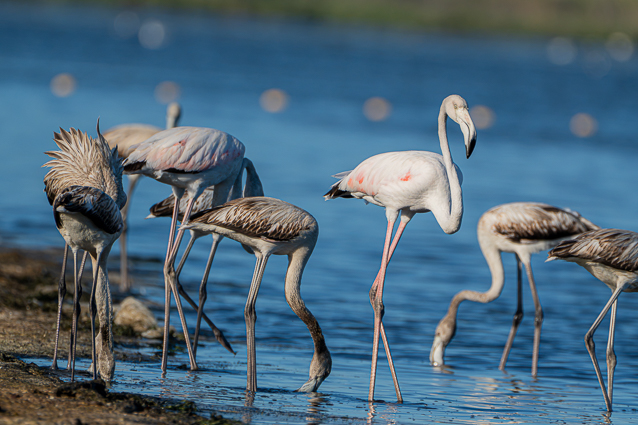 Sortie photo 29-08-2026 4 Colonie de Flamants roses à l'Étang de Canet