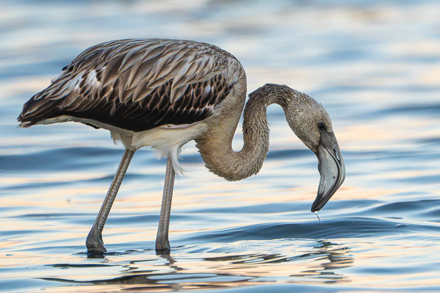 Gros plan Flamant rose juvénile