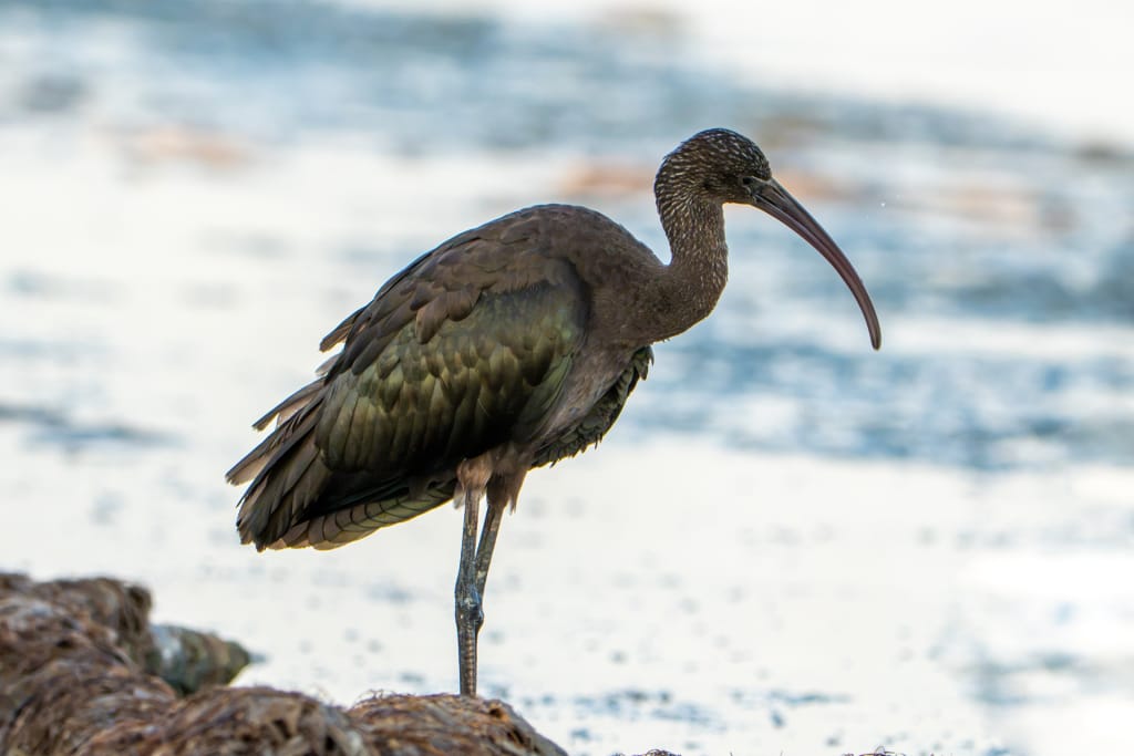 Ibis falcinelle village de pêcheurs