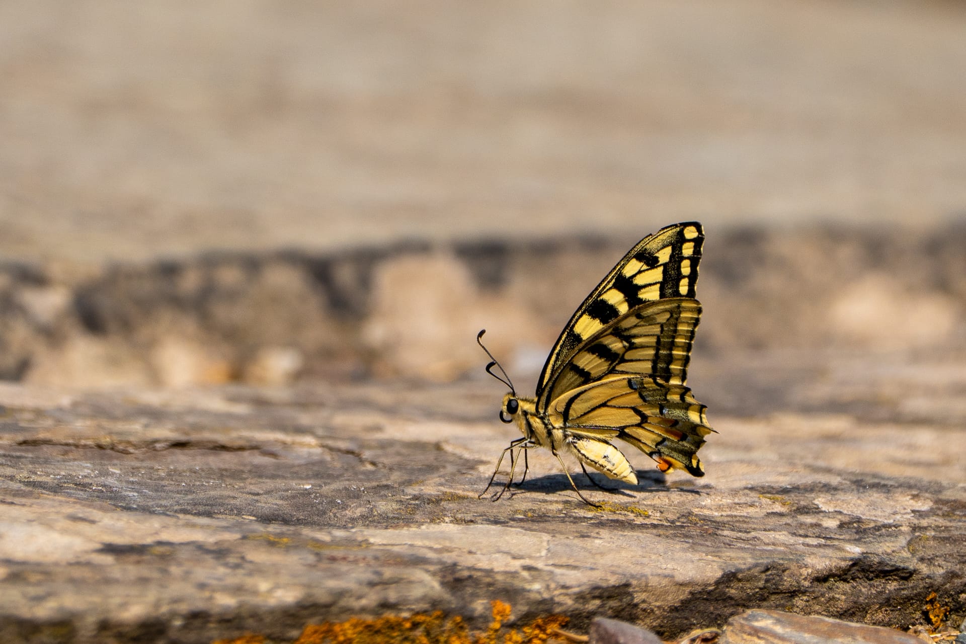 Sortie photo du 12-08-2026 2 machaon