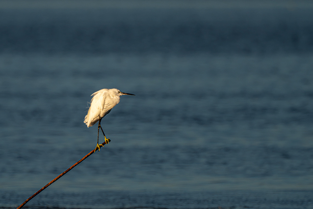 Sortie du 14/09/2026 avec Michèle 7 Aigrette garzette perchée de profil