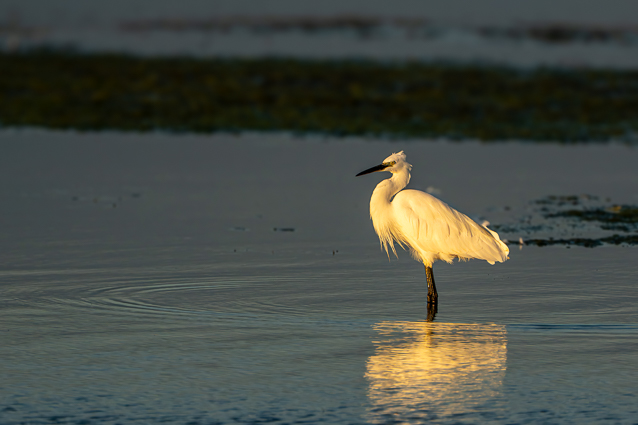 Aigrette garzette à l'affût statique
