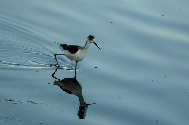 Échasse blanche en marche (Himantopus himantopus)