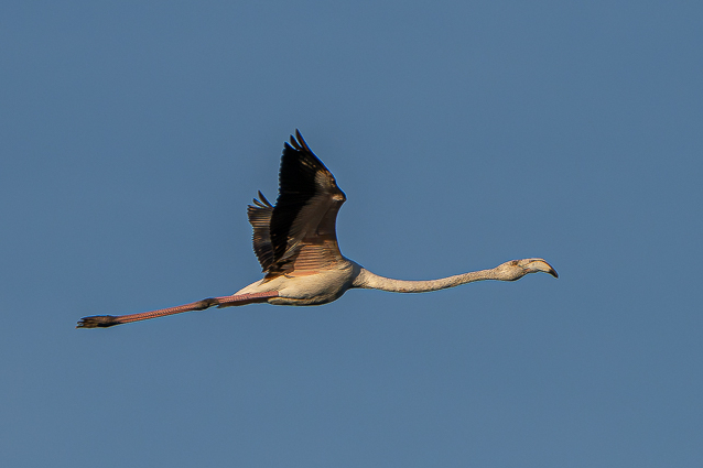 Flamant rose en vol
