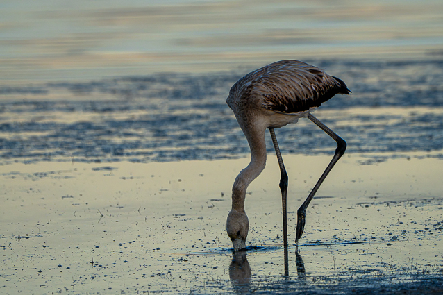 Sortie du 14/09/2026 avec Michèle 6 Flamant rose juvénile en nourrissage