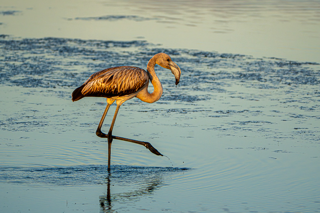 Sortie du 14/09/2026 avec Michèle 5 Flamant rose de profil à l'aube