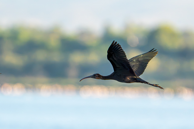Vol migratoire d'Ibis falcinelle