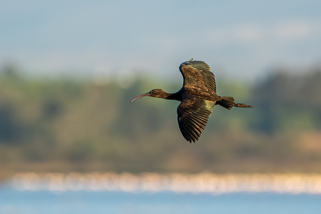 Envergure d'un Ibis falcinelle en vol