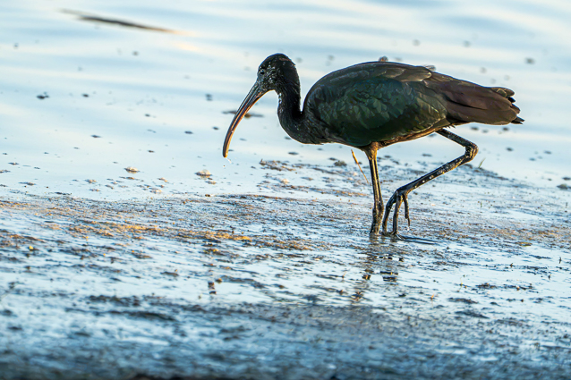 Ibis falcinelle à l'affût sur la rive